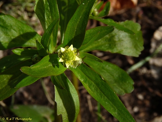 {Ranunculus abortivus}